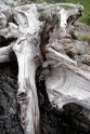 Driftwood Scotland 6